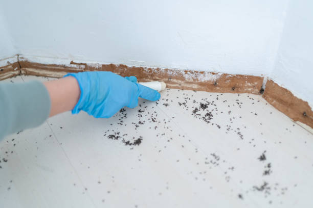 Best Cockroach Control Services  in Columbus, TX